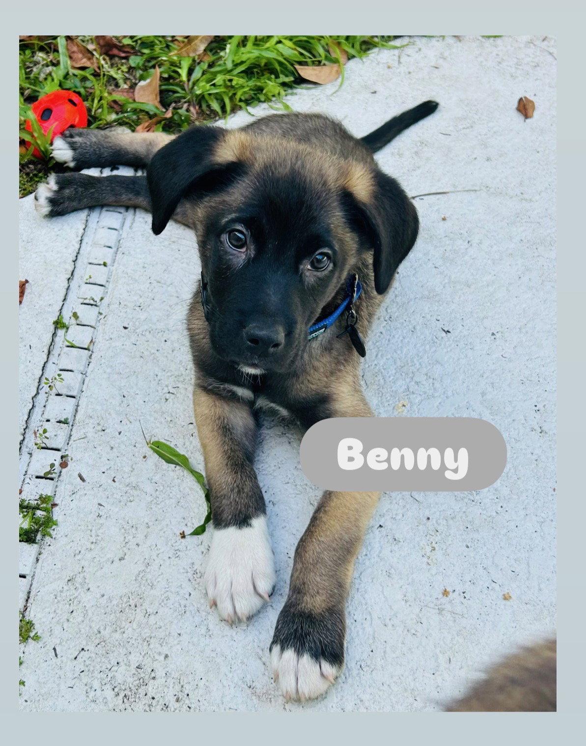 Enlarge Benny, a Adopted Border Collie in Winter Park, FL image 2/2