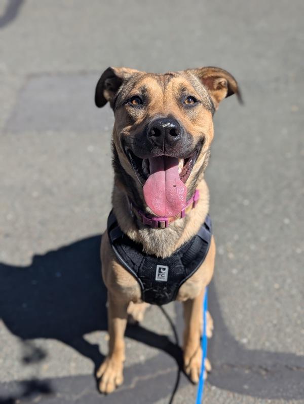 Enlarge Everest, a Adoptable mixed breed in Santa Rosa, CA image 2/6