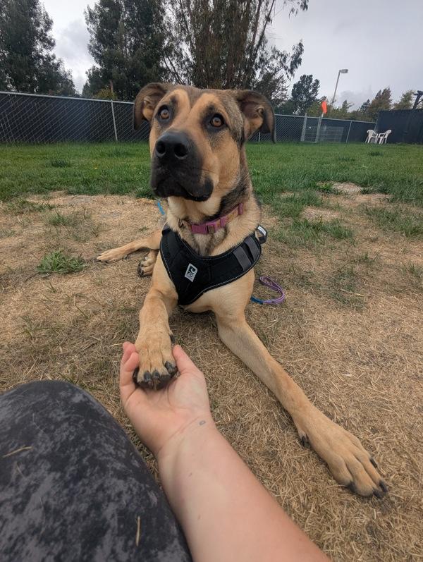 Enlarge Everest, a Adoptable mixed breed in Santa Rosa, CA image 4/6