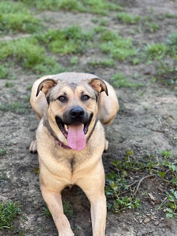 Enlarge Everest, a Adoptable mixed breed in Santa Rosa, CA image 5/6