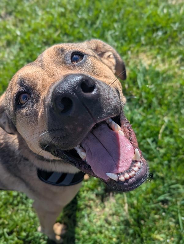 Enlarge Everest, a Adoptable mixed breed in Santa Rosa, CA image 6/6