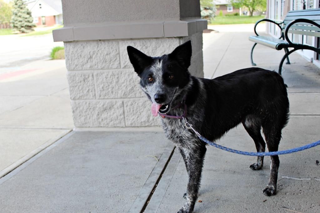 Michele, Adoptable, Adult Female Border Collie & Cattle Dog.