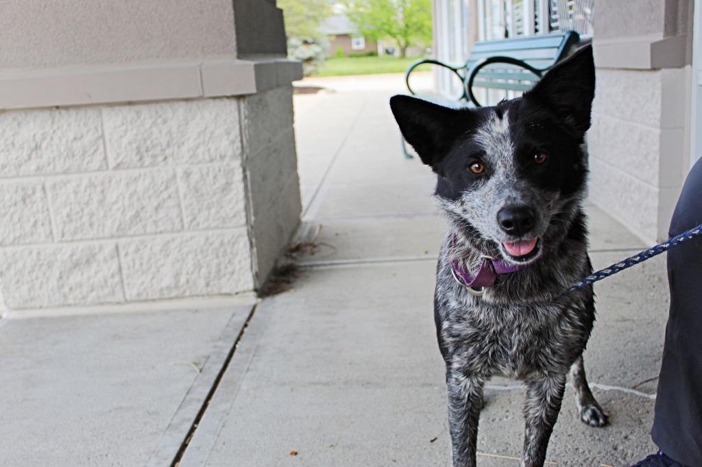 Enlarge Michele, a Adoptable mixed breed in Indianapolis, IN image 2/2