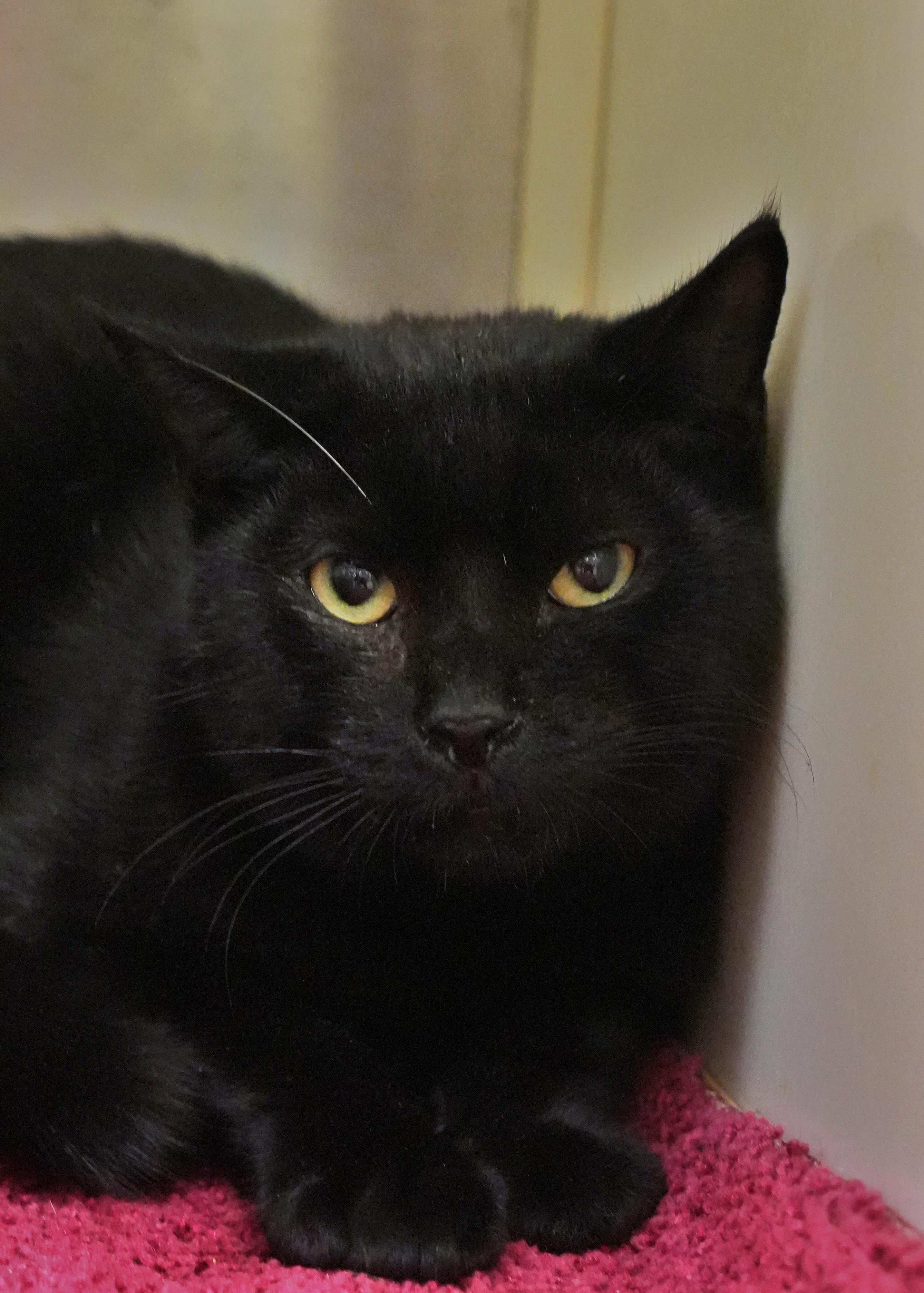 Enlarge Gio 53744, a Adoptable Domestic Short Hair in Aiken, SC image 1/3