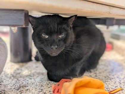 Enlarge Gio 53744, a Adoptable Domestic Short Hair in Aiken, SC image 2/3