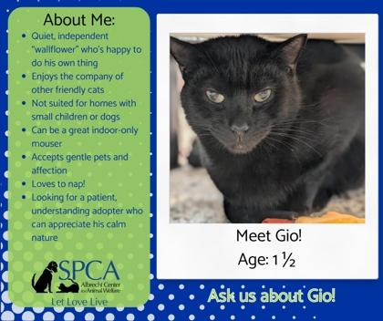 Enlarge Gio 53744, a Adoptable Domestic Short Hair in Aiken, SC image 3/3