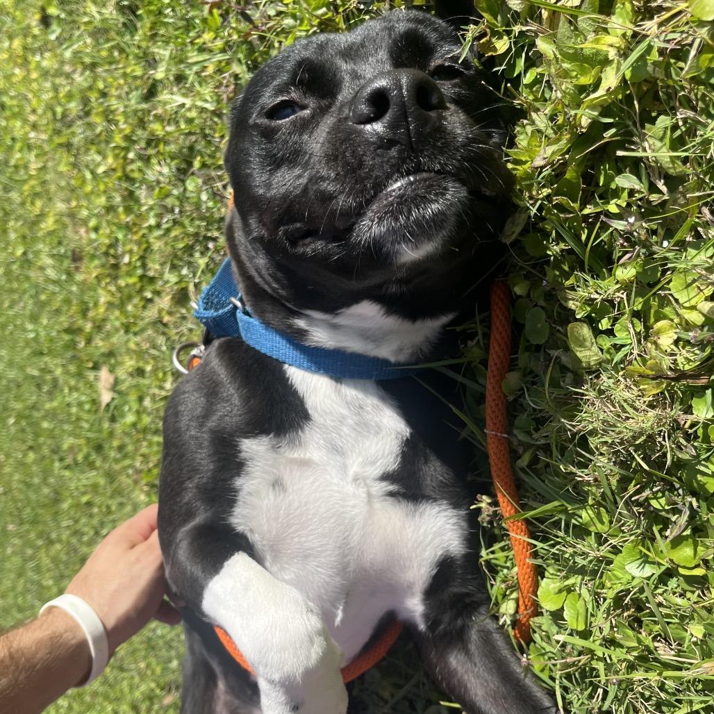 Milo, Adoptable, Young Male Mixed Breed.