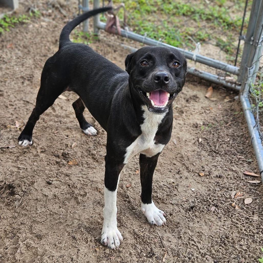 Enlarge Milo, a Adoptable Mixed Breed in Sarasota, FL image 2/6