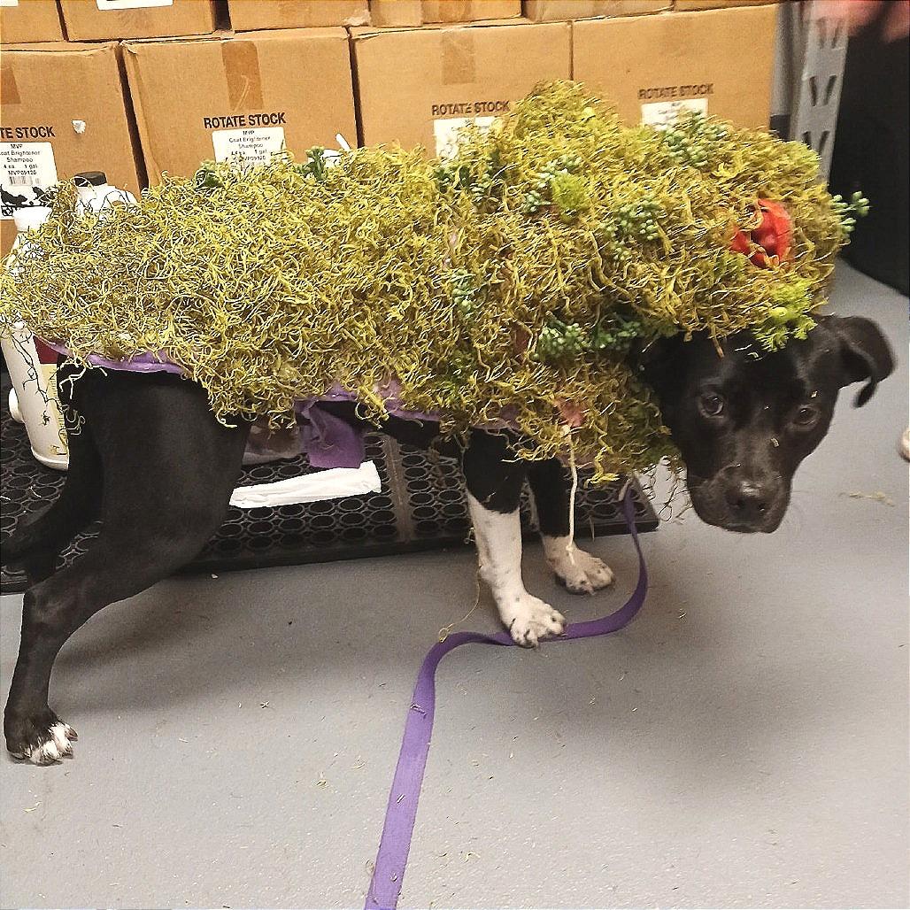 Enlarge Milo, a Adoptable Mixed Breed in Sarasota, FL image 3/6