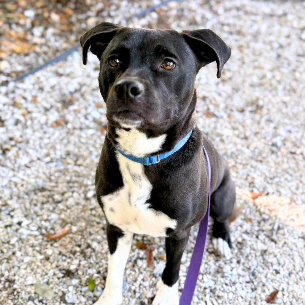 Enlarge Milo, a Adoptable Mixed Breed in Sarasota, FL image 4/6