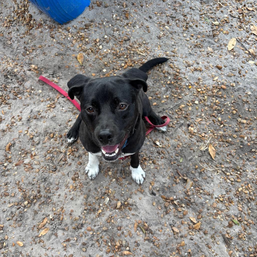 Enlarge Milo, a Adoptable Mixed Breed in Sarasota, FL image 5/6