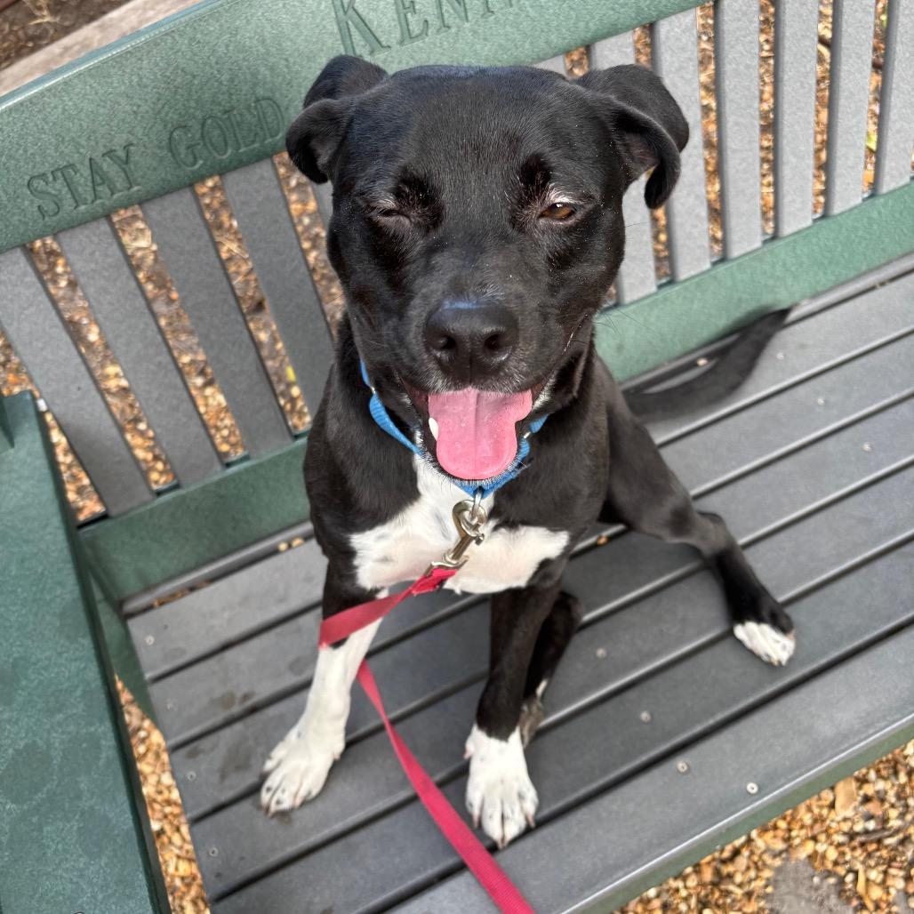 Enlarge Milo, a Adoptable Mixed Breed in Sarasota, FL image 6/6