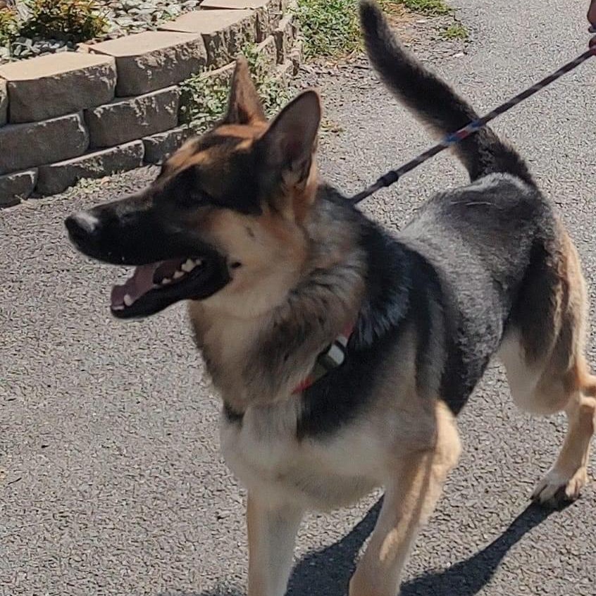 Enlarge Jaxx, a Adoptable mixed breed in New Windsor, NY image 1/3