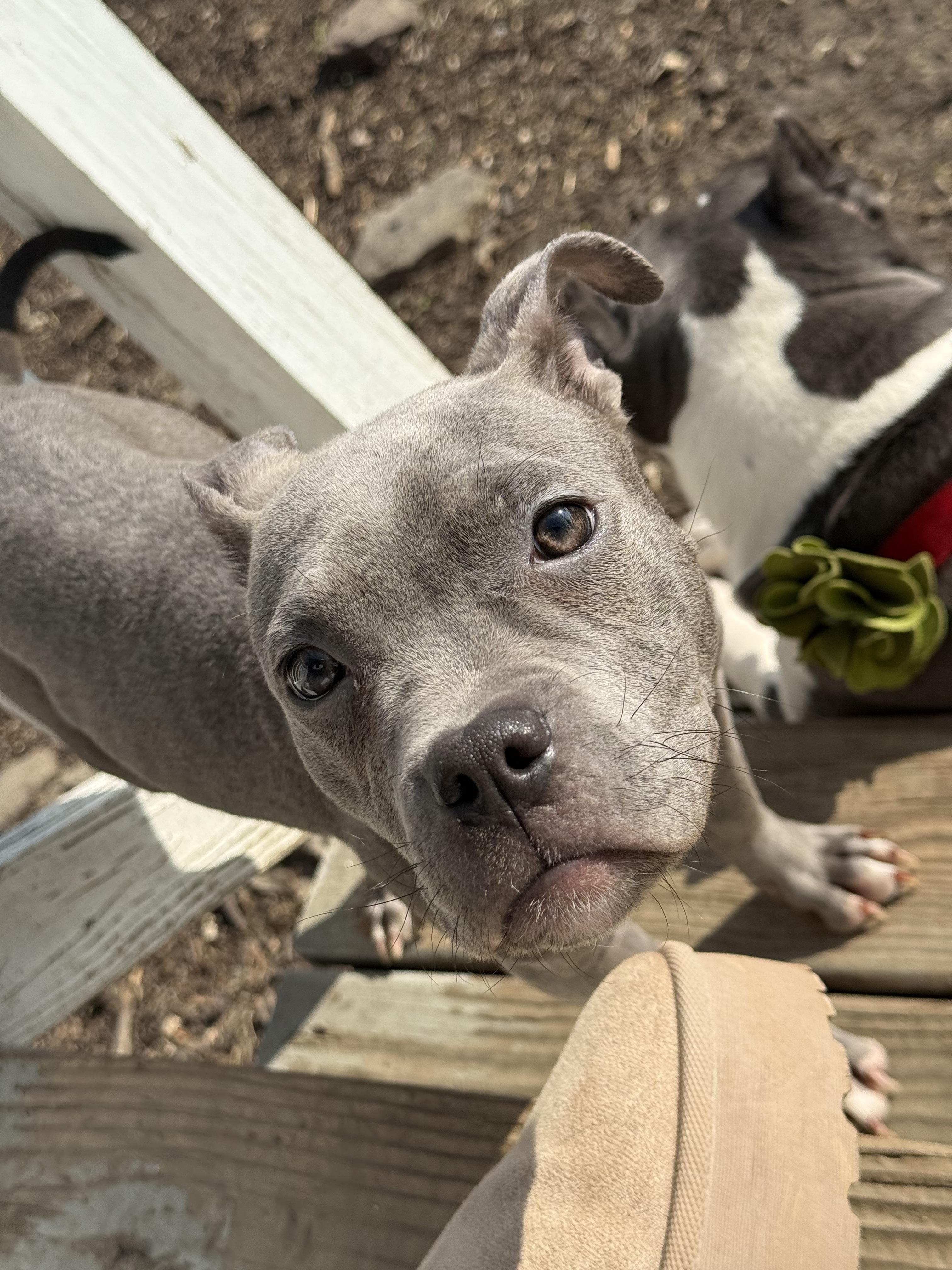 Enlarge Squeaks, a ADOPTABLE mixed breed in Halethorpe, MD image 3/4