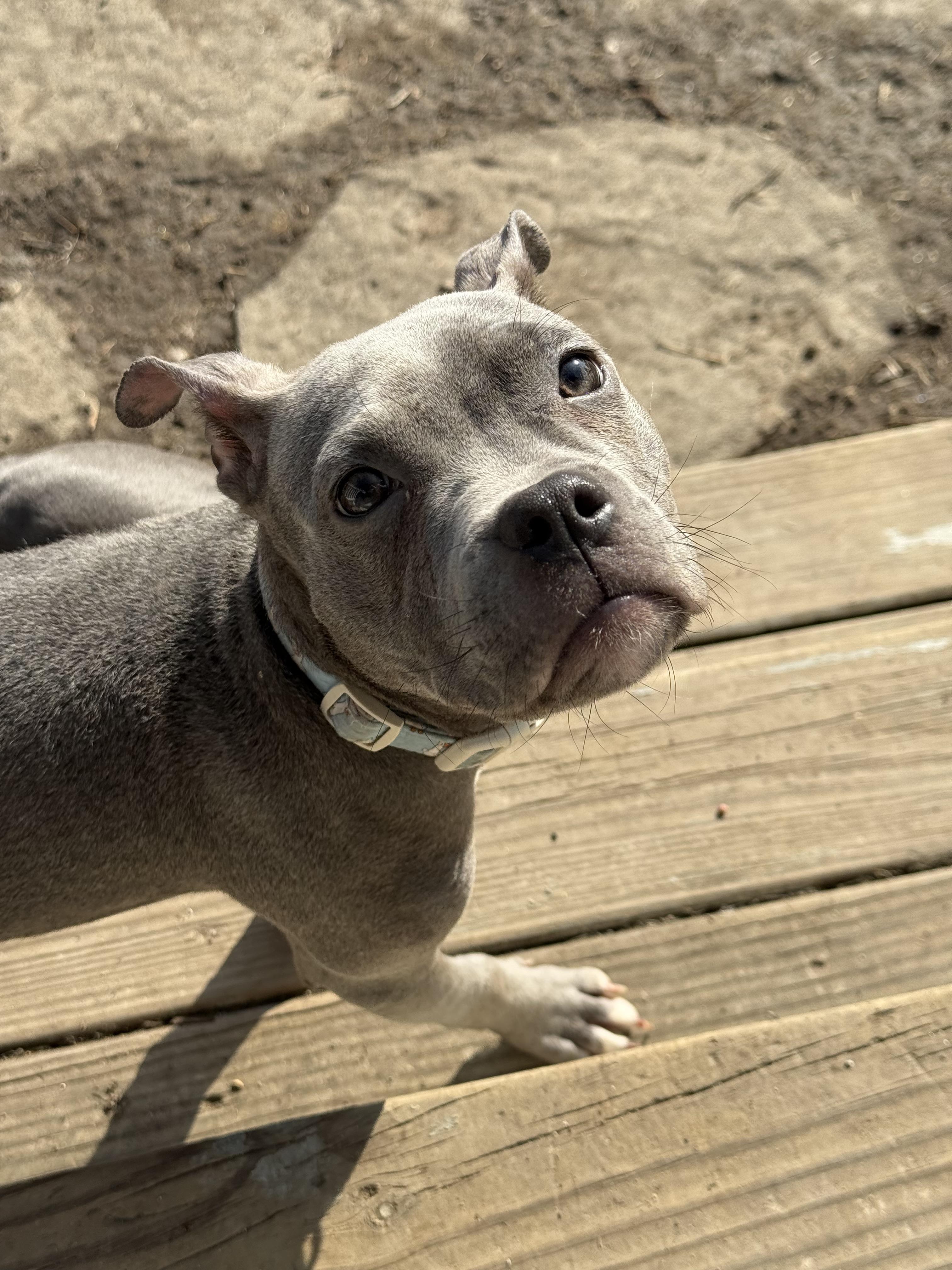 Enlarge Squeaks, a ADOPTABLE mixed breed in Halethorpe, MD image 2/4