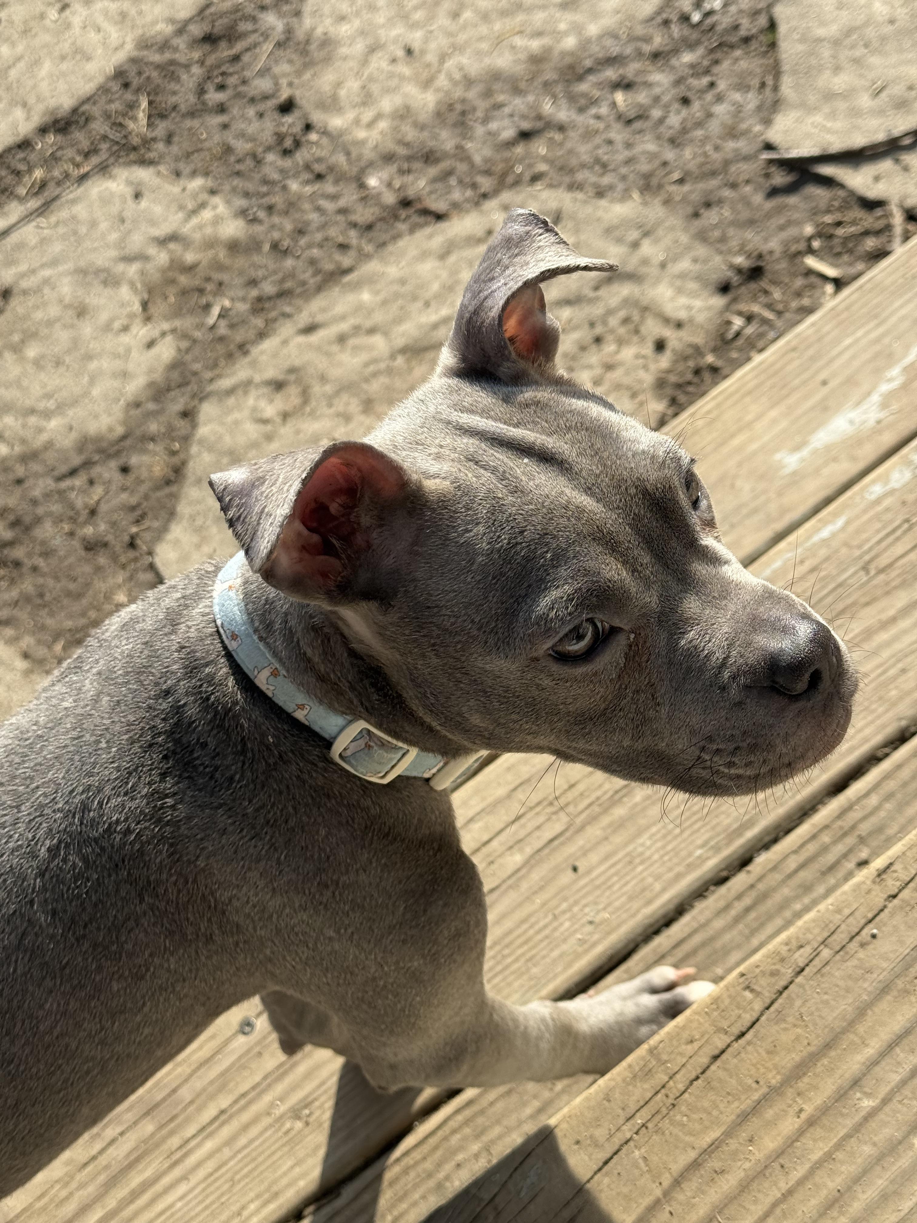 Squeaks, ADOPTABLE, Adult Female Pit Bull Terrier.