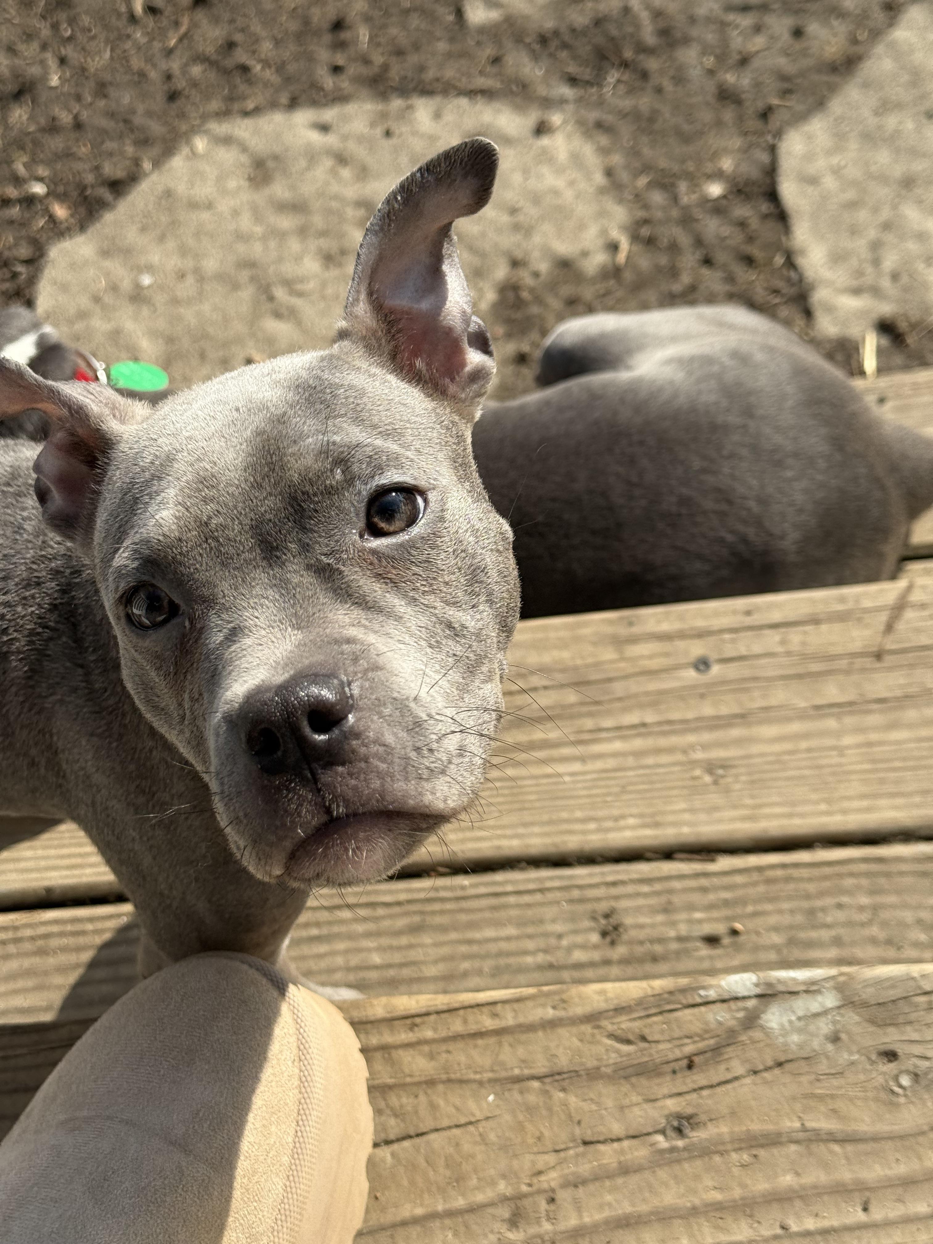 Enlarge Squeaks, a ADOPTABLE mixed breed in Halethorpe, MD image 4/4