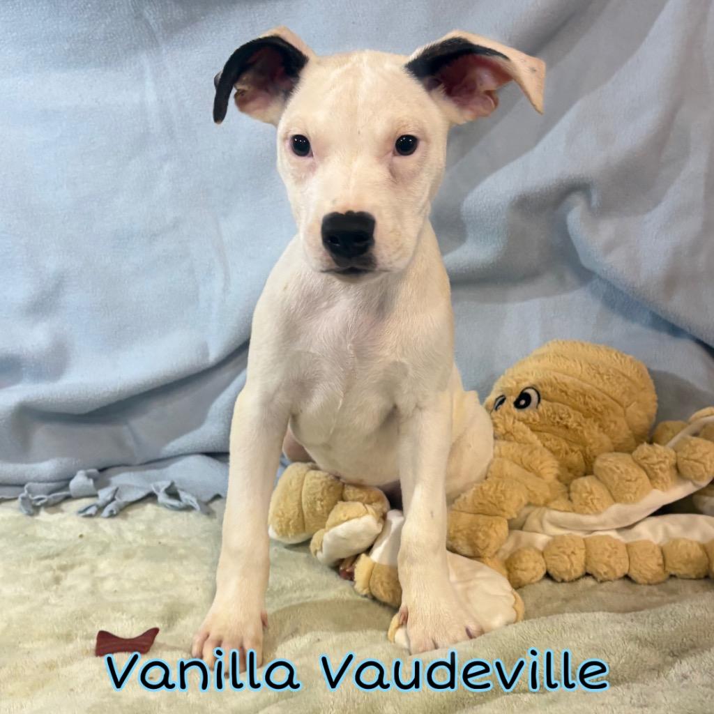 Vanilla Vaudeville, a Adoptable mixed breed in Hillsboro, OH image 1/2