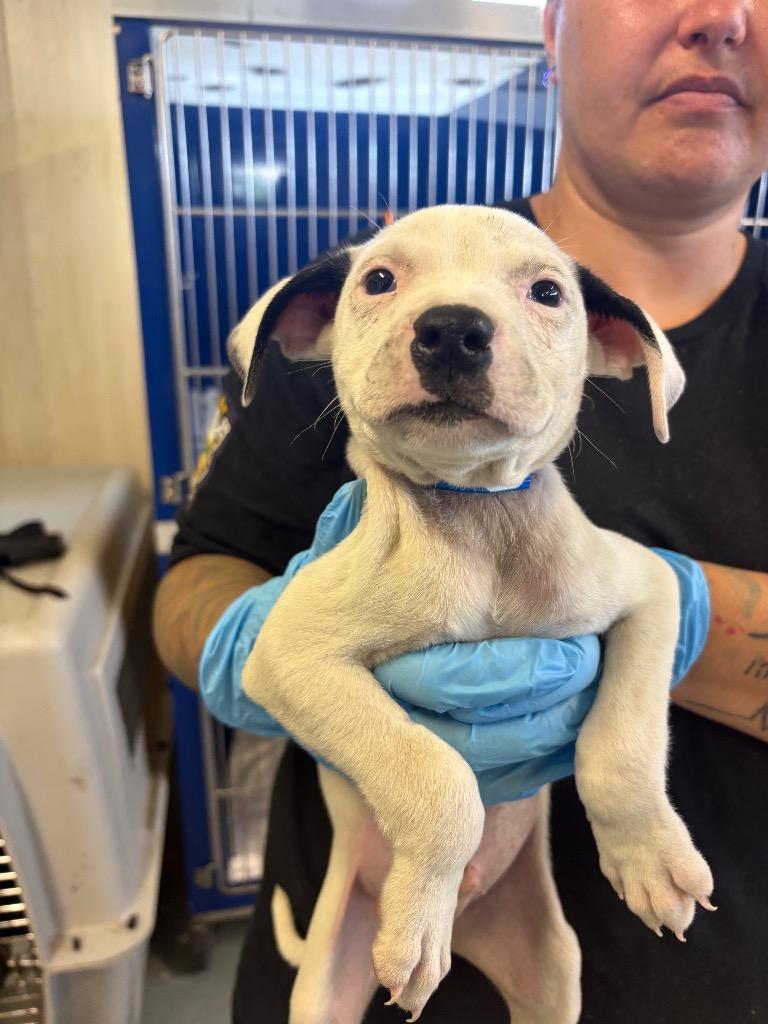 Vanilla Vaudeville, a Adoptable mixed breed in Hillsboro, OH image 2/2