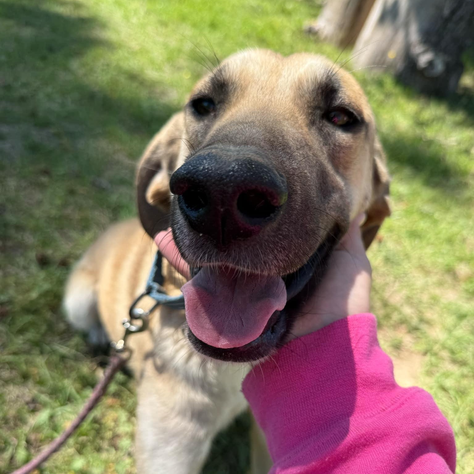 Enlarge Tillie, a Adoptable mixed breed image 3/5