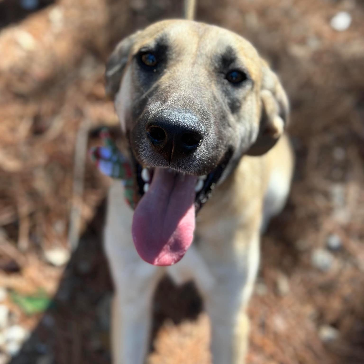 Enlarge Tillie, a Adoptable mixed breed image 4/5