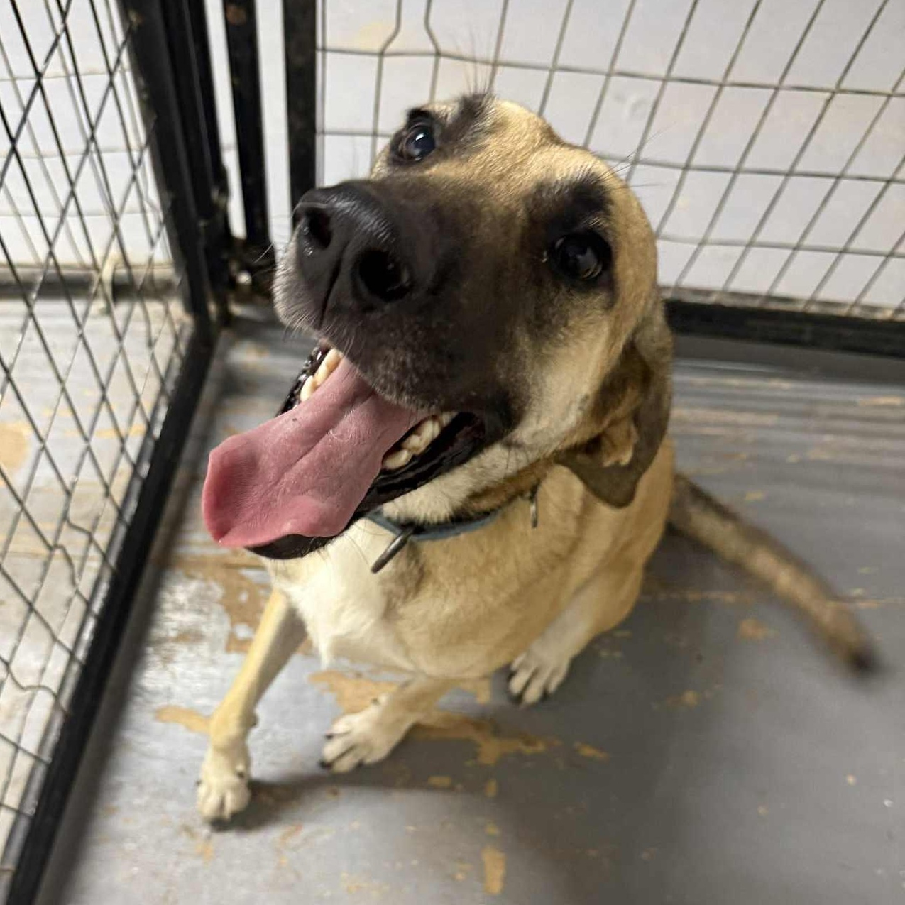 Enlarge Tillie, a Adoptable mixed breed image 1/5