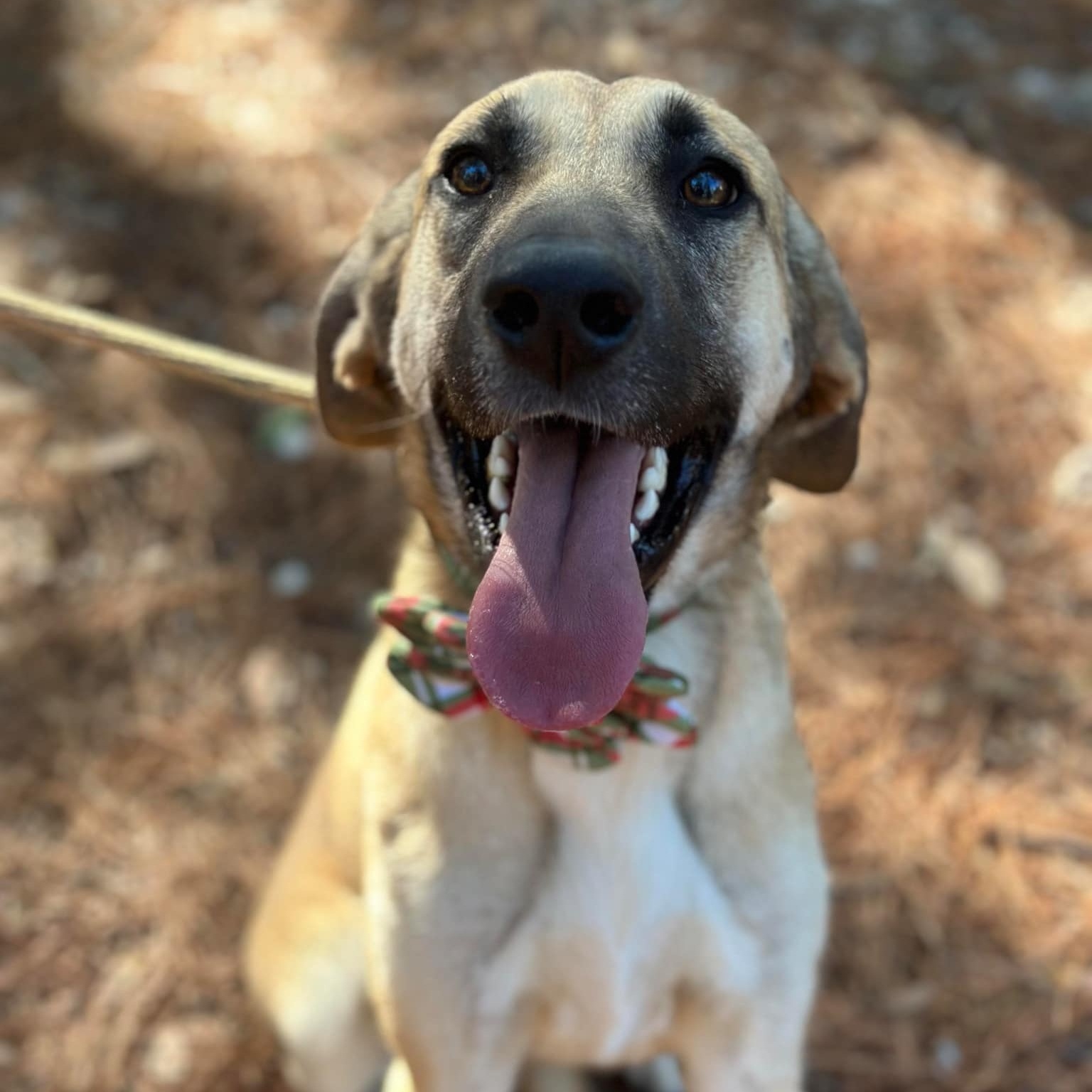 Enlarge Tillie, a Adoptable mixed breed image 5/5