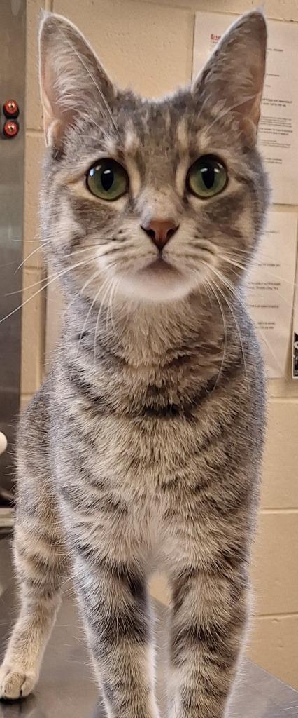 Ginny, Adoptable, Adult Female Domestic Short Hair.