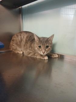 Enlarge Ginny, a Adoptable mixed breed in Grand Forks, ND image 2/3