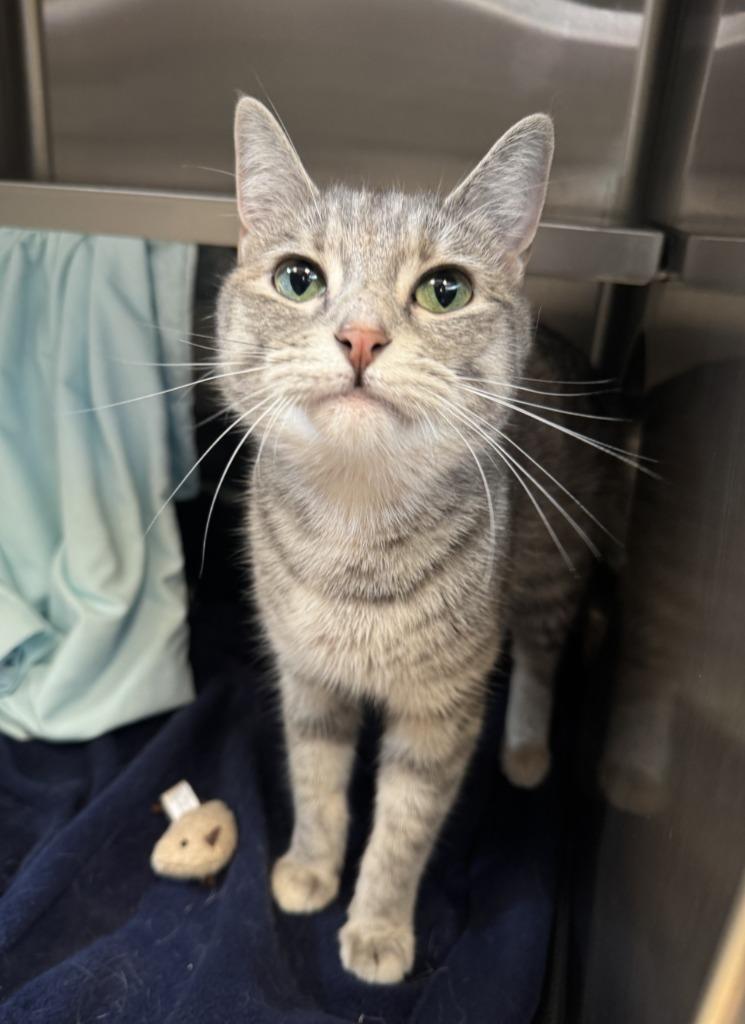 Enlarge Ginny, a Adoptable mixed breed in Grand Forks, ND image 3/3