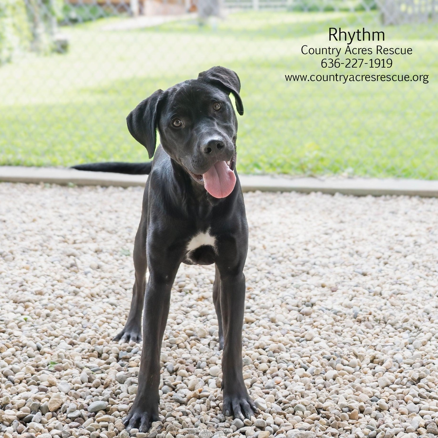 Rhythm, ADOPTABLE, Puppy Male Labrador Retriever.