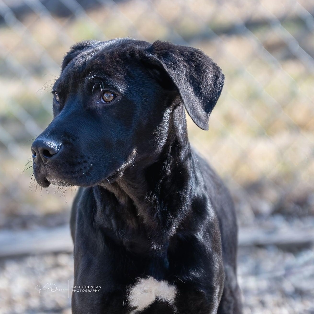 Enlarge Rhythm, a ADOPTABLE mixed breed in Manchester, MO image 2/3