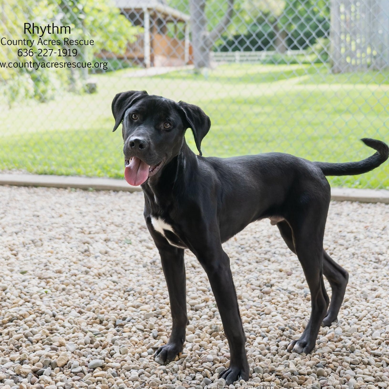 Rhythm, a ADOPTABLE mixed breed in Manchester, MO image 2/6