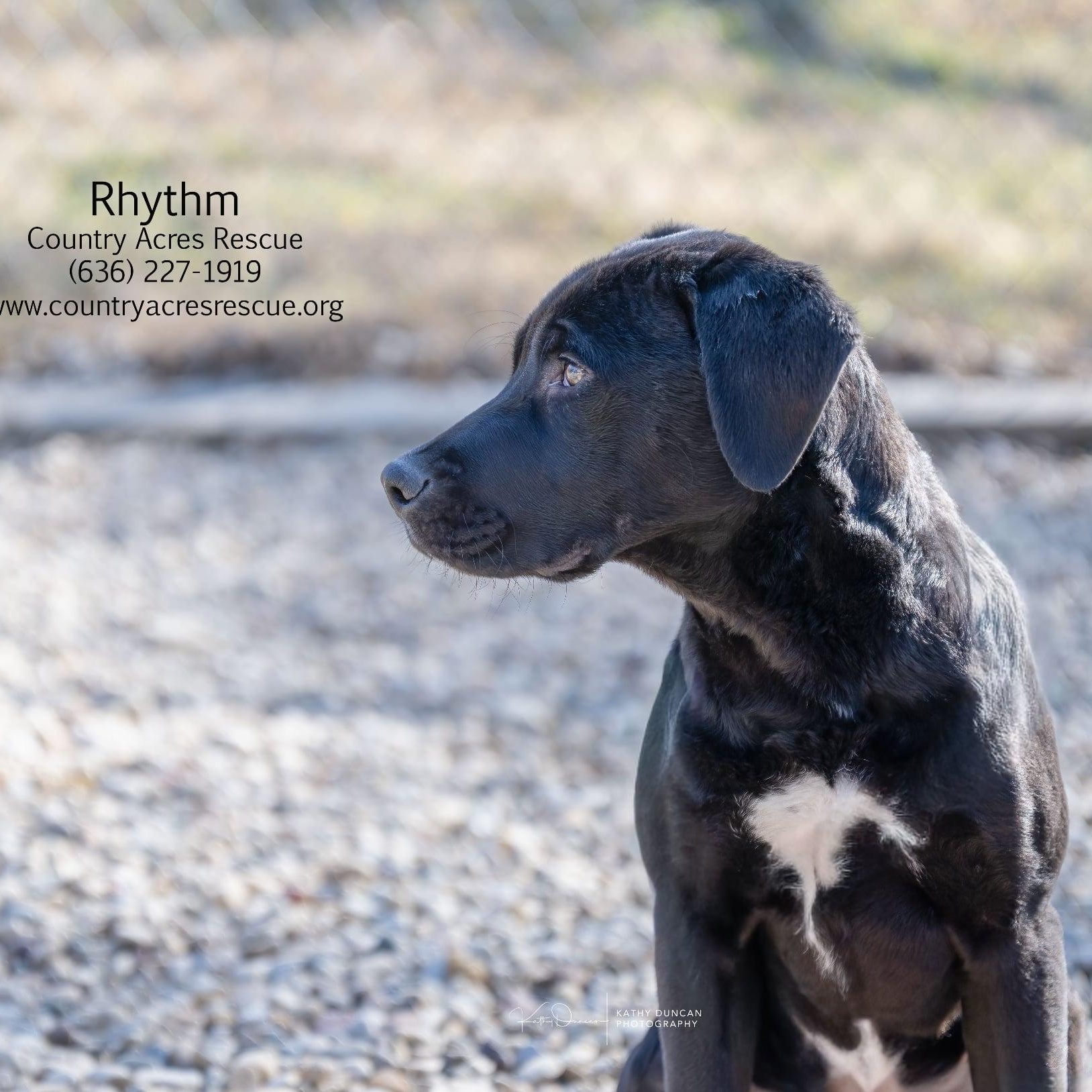 Rhythm, ADOPTABLE, Puppy Male Labrador Retriever.