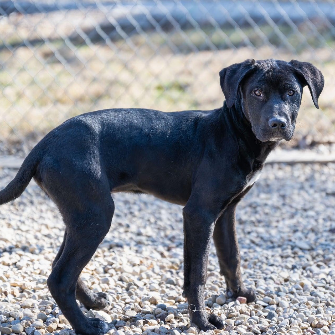 Enlarge Rhythm, a ADOPTABLE mixed breed in Manchester, MO image 3/3