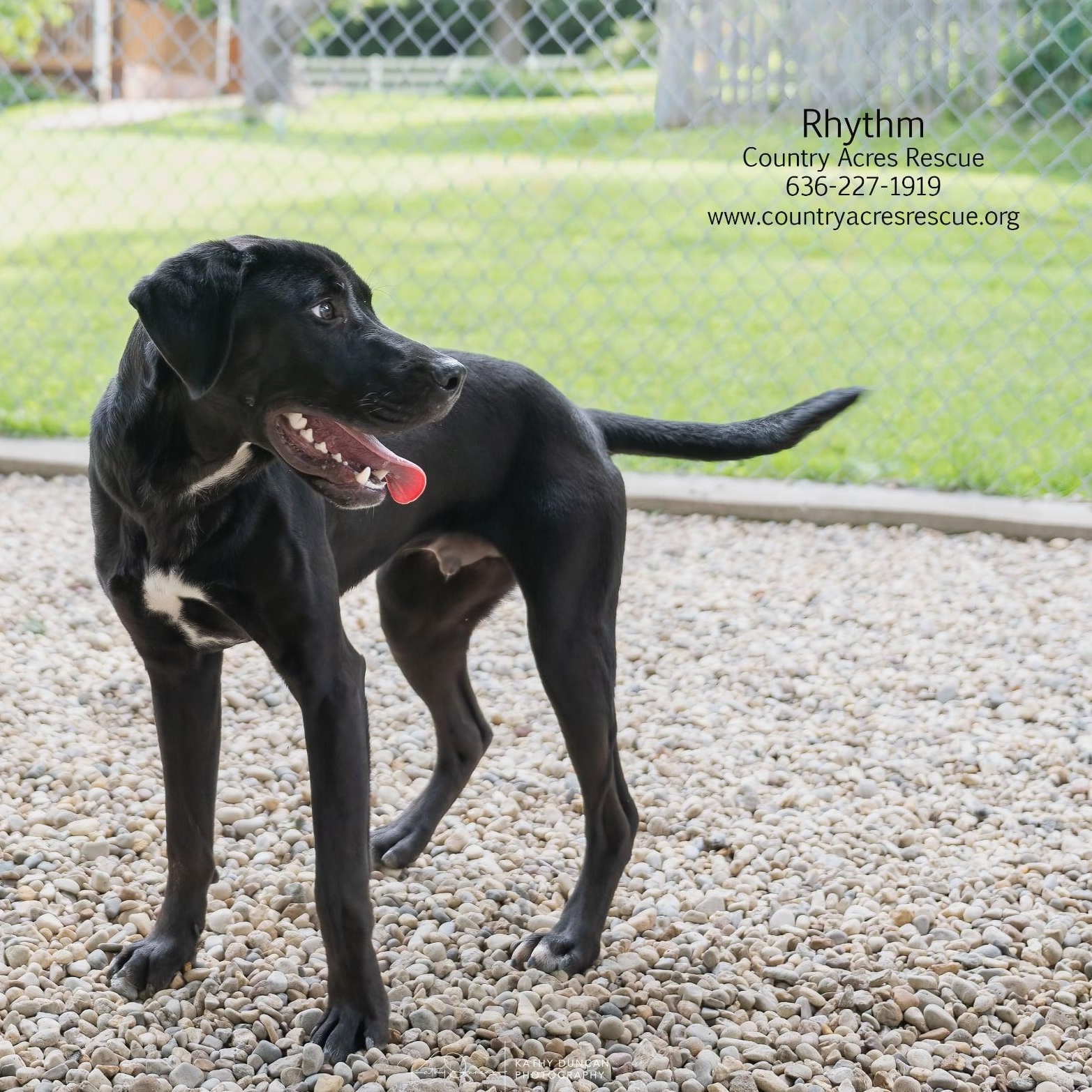 Rhythm, a ADOPTABLE mixed breed in Manchester, MO image 6/6