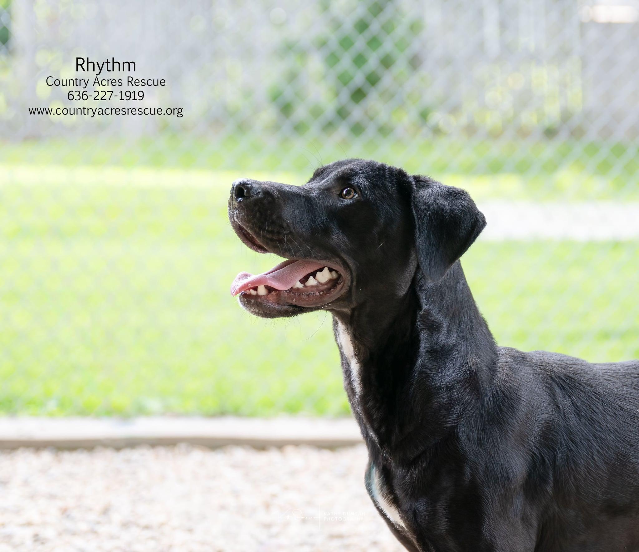 Rhythm, a ADOPTABLE mixed breed in Manchester, MO image 5/6