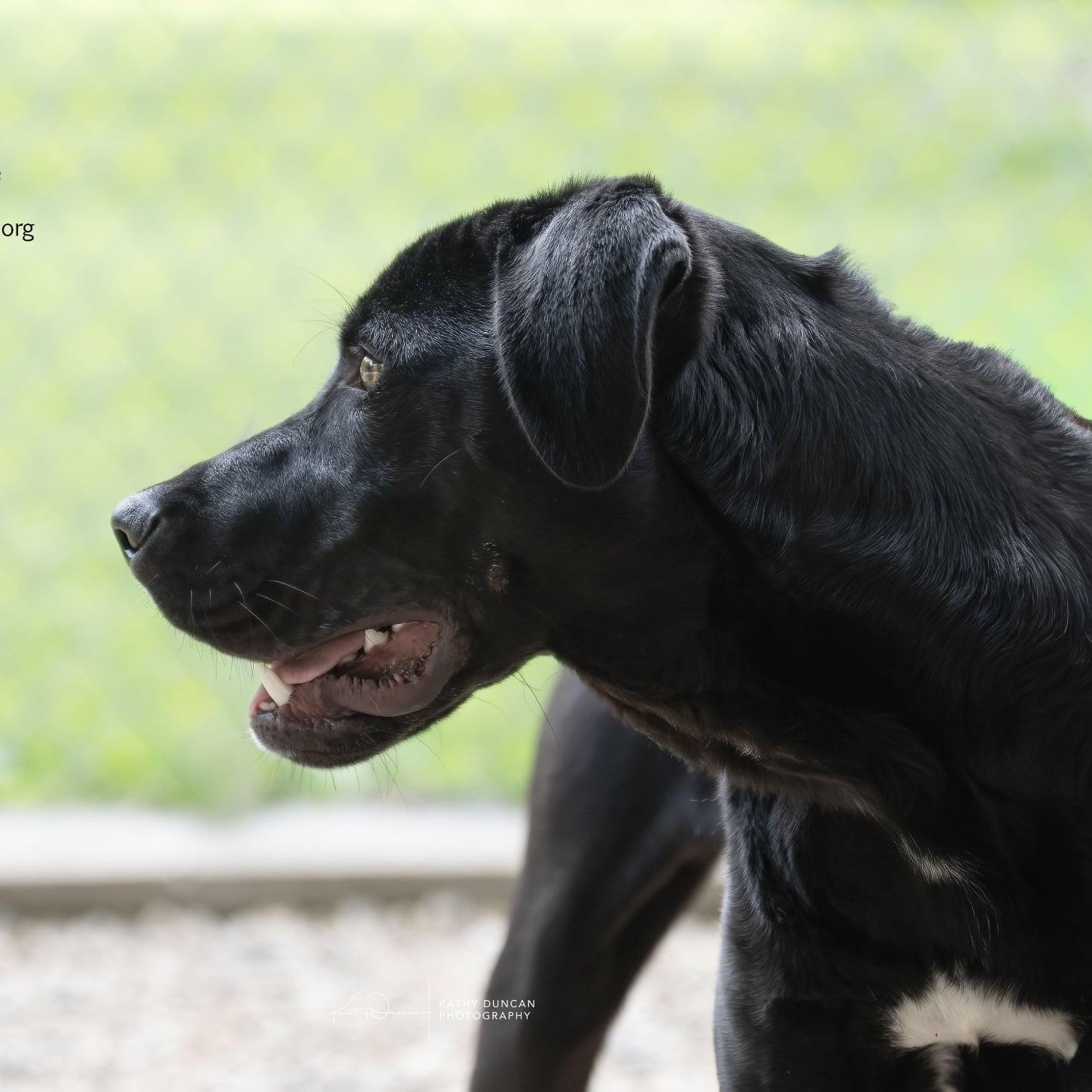 Rhythm, a ADOPTABLE mixed breed in Manchester, MO image 3/6