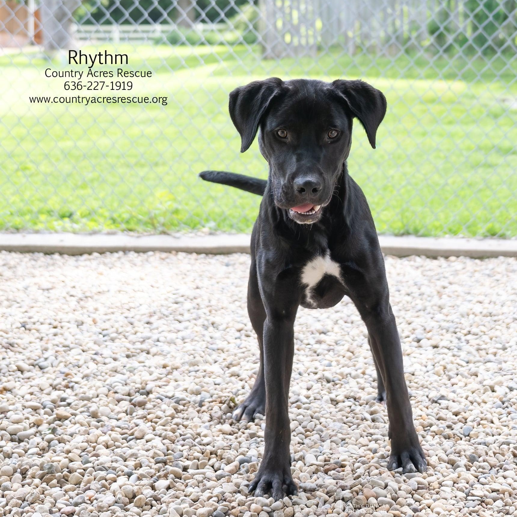 Rhythm, a ADOPTABLE mixed breed in Manchester, MO image 4/6