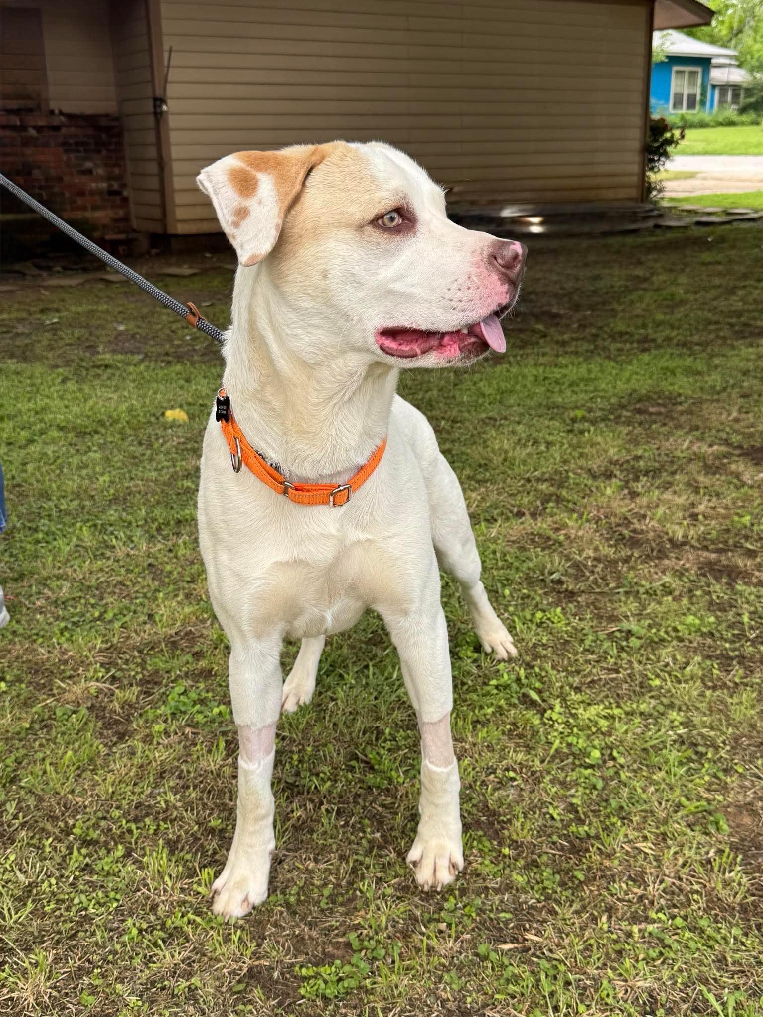 Enlarge Jameson, a Adoptable mixed breed in Covington, TX image 1/3