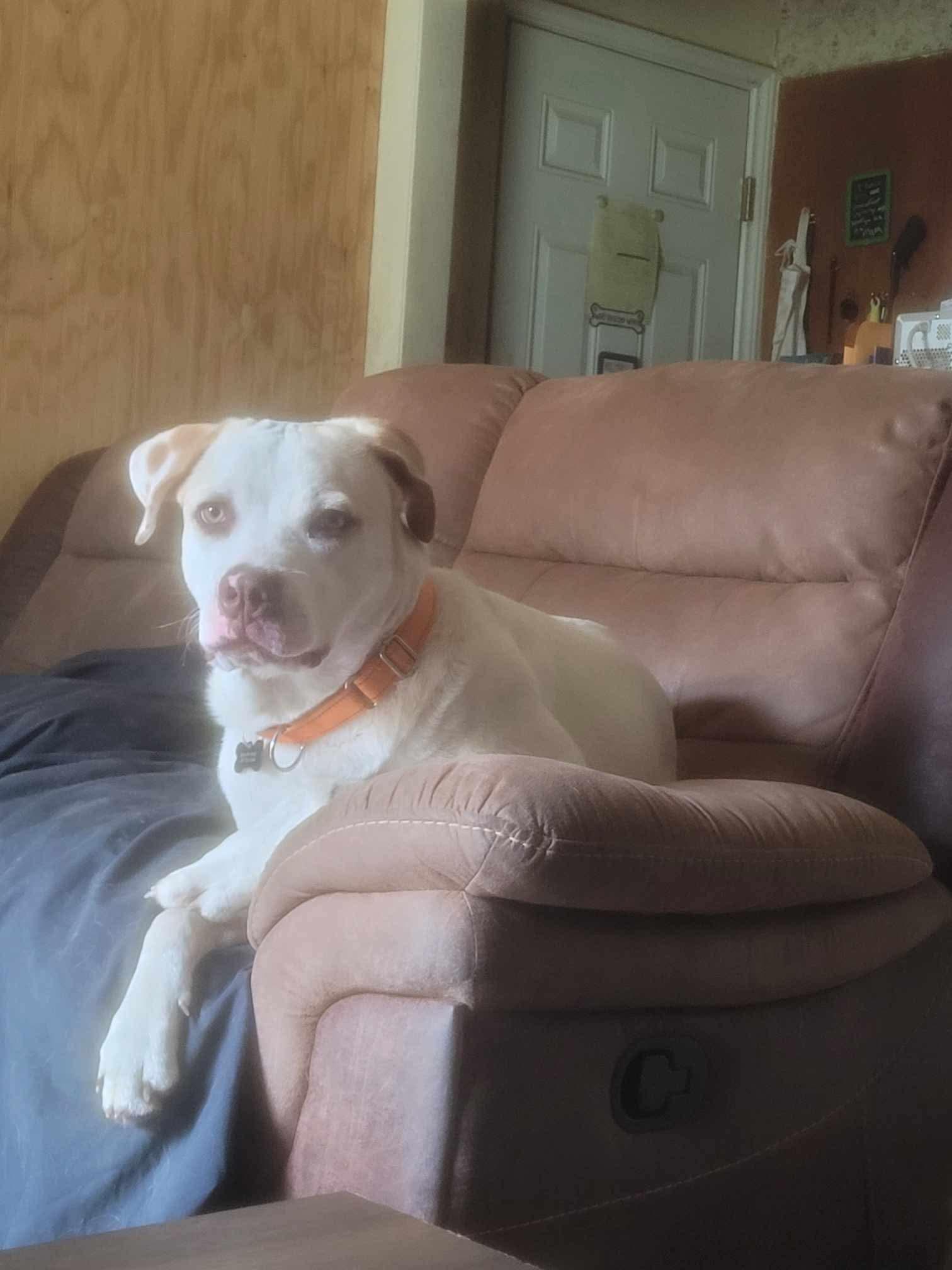 Enlarge Jameson, a Adoptable mixed breed in Covington, TX image 2/3