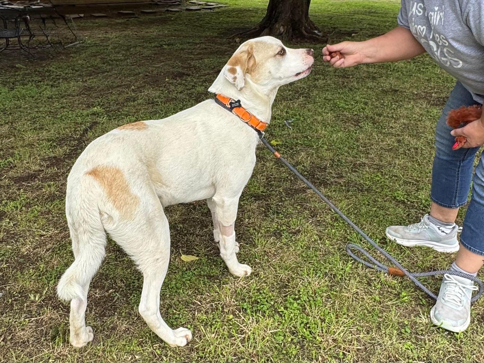 Enlarge Jameson, a Adoptable mixed breed in Covington, TX image 3/3