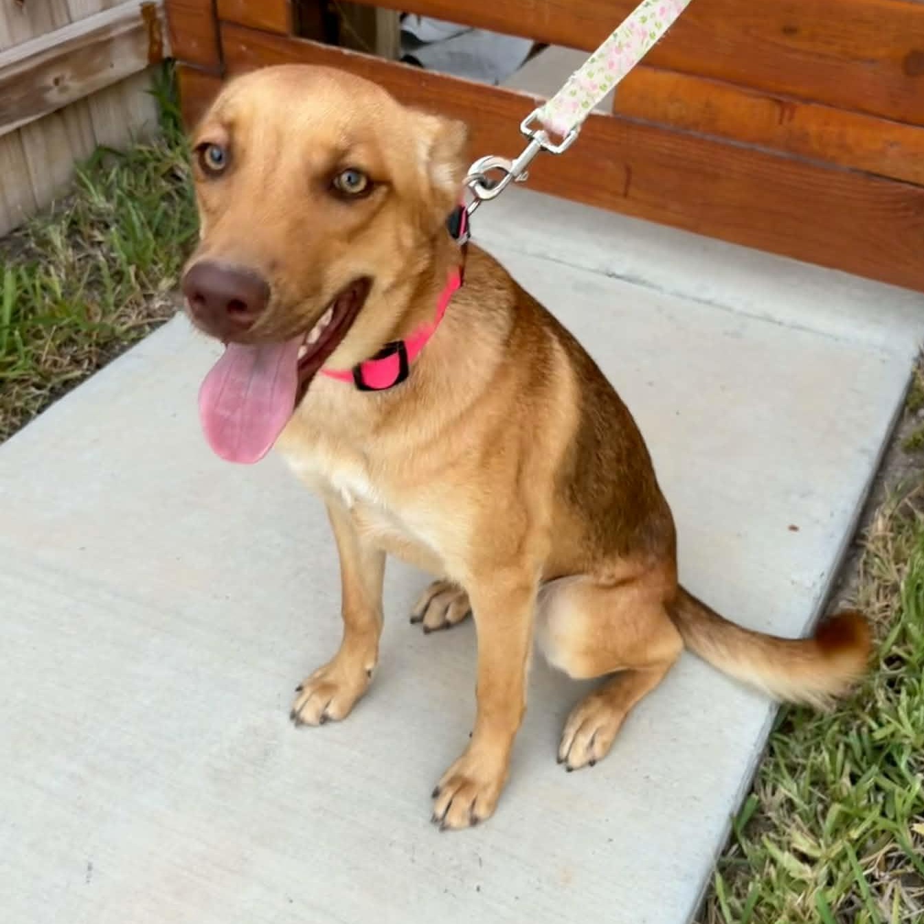 Piper, Adoptable, Puppy Female Carolina Dog & Shepherd.