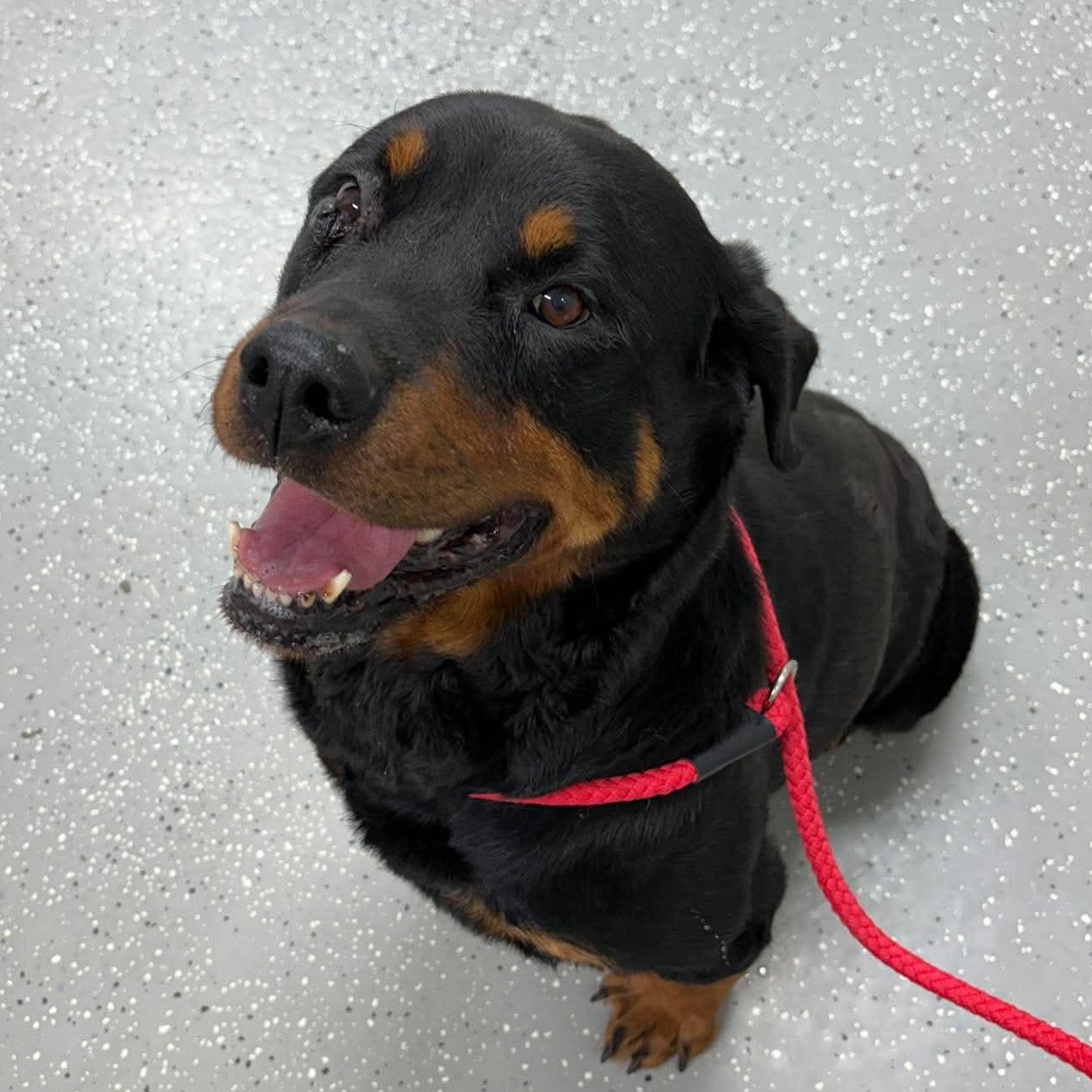 Enlarge Hera, an adopted Rottweiler in Bardstown, KY image 4/5