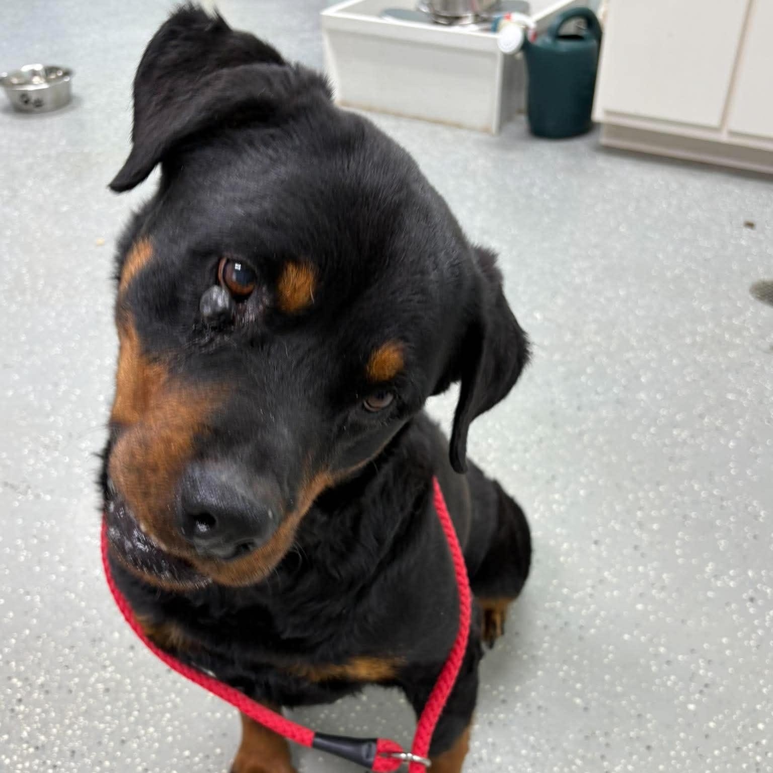 Enlarge Hera, an adopted Rottweiler in Bardstown, KY image 5/5
