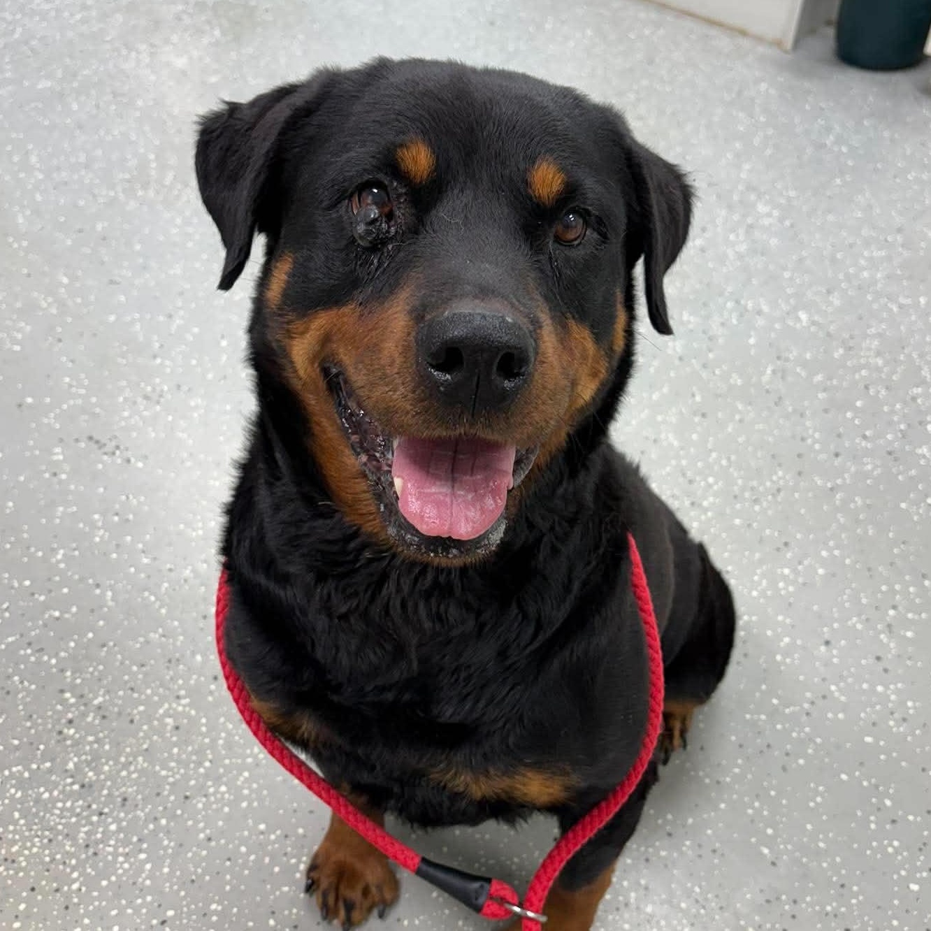Enlarge Hera, an adopted Rottweiler in Bardstown, KY image 2/5