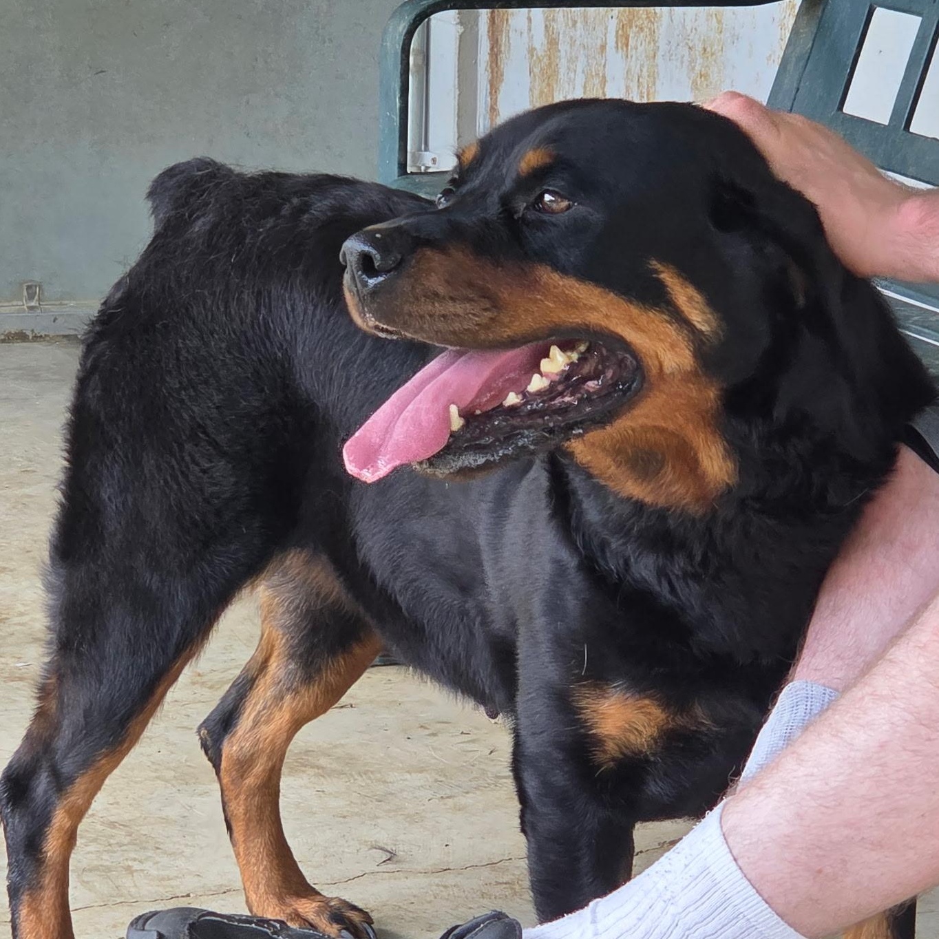 Enlarge Hera, an adopted Rottweiler in Bardstown, KY image 1/5