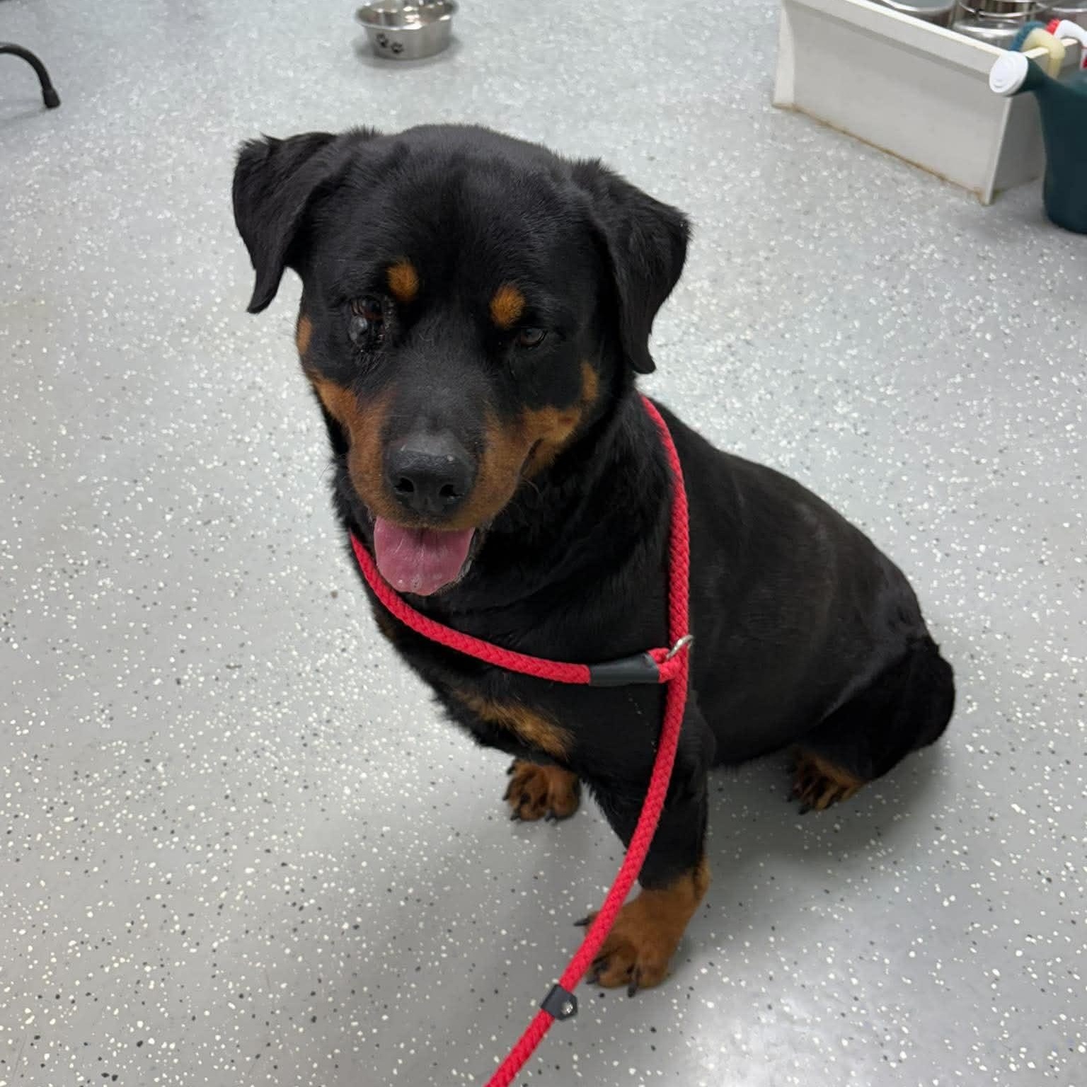 Enlarge Hera, an adopted Rottweiler in Bardstown, KY image 3/5
