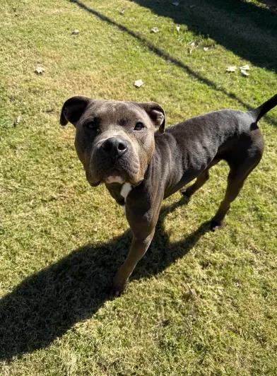 Dobby, Adoptable, Adult Male Mixed Breed & Mixed Breed.