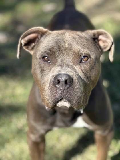 Enlarge Dobby, a Adoptable Mixed Breed in Memphis, TN image 2/2